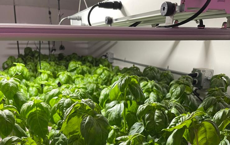 Basil plants being grown indoors at From Seed to Table facility