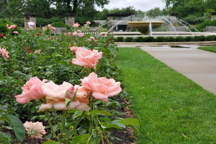 loose-park-rose-garden-01.jpg