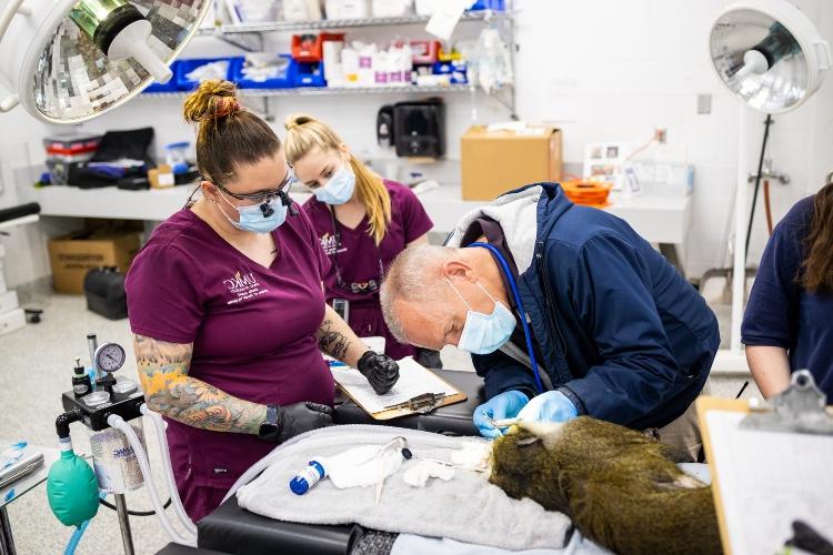 A dental hygiene student cleans the teeth of a swamp monkey that is laying on an exam table. Another student and two veterinary technicians watch her work.